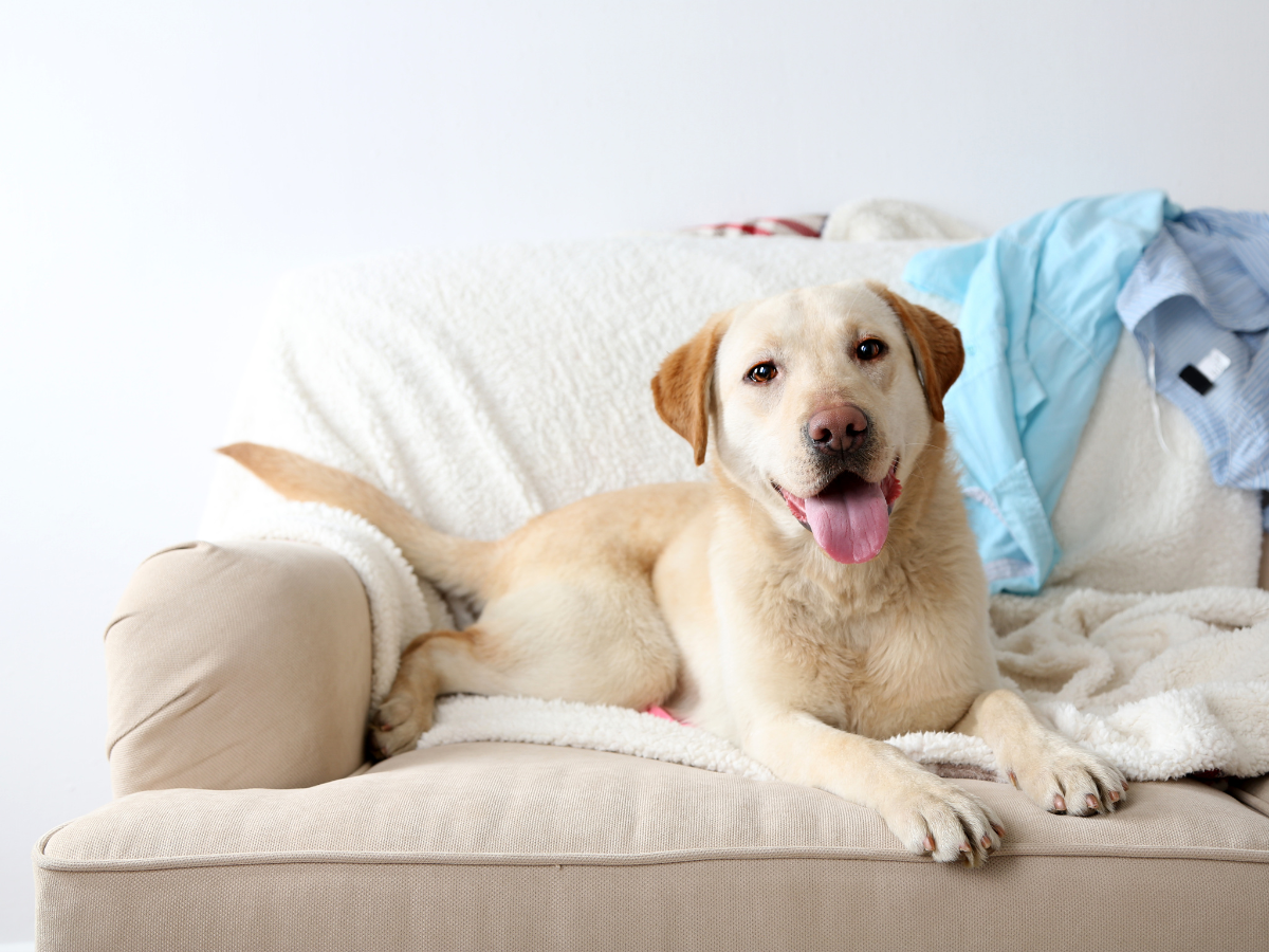 Yellow Labrador laying on a couch with clothes strung on it